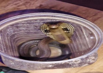 ભાણવડમાં કાળોતરો કોબ્રા વોશિંગ મશીનમાં ઘૂસી જતાં અફરાતફરી | Black tailed cobra enters washing machin…