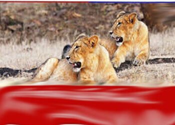 જેસરના જુના પા ગામે એક સાથે 3 સાવજો ગામમાં આવી ચડયા | Three lion came to the village of Juna Pa in J…