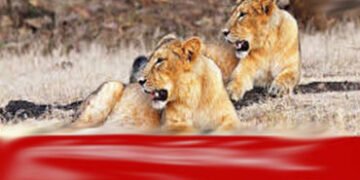 જેસરના જુના પા ગામે એક સાથે 3 સાવજો ગામમાં આવી ચડયા | Three lion came to the village of Juna Pa in J…