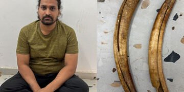 VIDEO | ચિલોડા હાઈવે પર પોલીસનું ઓપરેશન: રૂ.1 લાખના હાથીદાંત સાથે રાજસ્થાની યુવક ઝડપાયો, તસ્કરીનું મ…