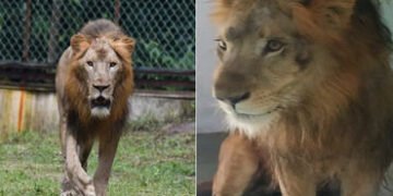 સરથાણા નેચર પાર્કમાં સિંહની ગર્જના કાયમ માટે શાંત : કિડની બીમારી સામે જંગલનો રાજા હારી ગયો | roar of…