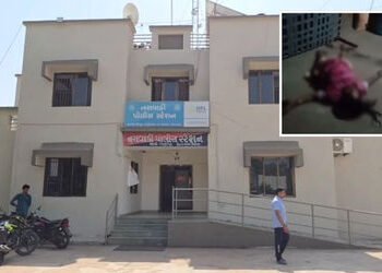 નસવાડીમાં લૂંટના ઈરાદે વૃદ્ધાની હત્યા, ચાંદીના કડા કાઢવા લૂંટારુઓએ મહિલાના બંને પગ કાપી નાખ્યા | Sho…