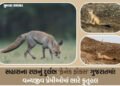 કચ્છના નાના રણમાં કુદરતનો ચમત્કાર: વચ્છરાજ બેટ પાસે જોવા મળ્યું વિશ્વનું સૌથી નાનું શિયાળ | World’s …