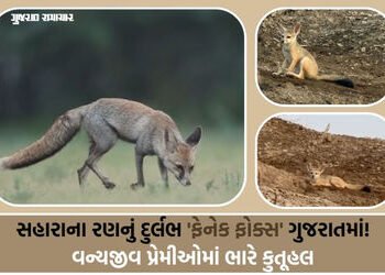 કચ્છના નાના રણમાં કુદરતનો ચમત્કાર: વચ્છરાજ બેટ પાસે જોવા મળ્યું વિશ્વનું સૌથી નાનું શિયાળ | World’s …