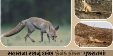 કચ્છના નાના રણમાં કુદરતનો ચમત્કાર: વચ્છરાજ બેટ પાસે જોવા મળ્યું વિશ્વનું સૌથી નાનું શિયાળ | World’s …