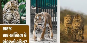 Explainer: રણથંભોર અભયારણ્યમાં વાઘ, દીપડો અને ચિત્તો એક સાથે દેખાયા, જાણો આ દુર્લભ ઘટનાના કારણો | Ti…