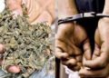 730 ગ્રામ ગાંજા સાથે બોટાદના શખ્સને ઝડપ્યો | Man from Botad arrested with 730 grams of ganja