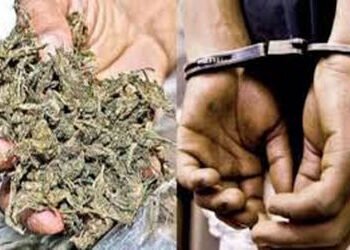 730 ગ્રામ ગાંજા સાથે બોટાદના શખ્સને ઝડપ્યો | Man from Botad arrested with 730 grams of ganja