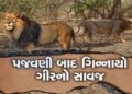 પુરપાટ ઝડપે ગાડી દોડાવી સિંહને ઉભી પૂછડીએ ભગાડયો : વિડીયો વાયરલ થયો | Man drives car at full speed c…
