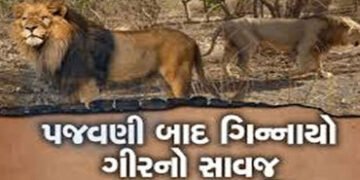 પુરપાટ ઝડપે ગાડી દોડાવી સિંહને ઉભી પૂછડીએ ભગાડયો : વિડીયો વાયરલ થયો | Man drives car at full speed c…