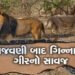 પુરપાટ ઝડપે ગાડી દોડાવી સિંહને ઉભી પૂછડીએ ભગાડયો : વિડીયો વાયરલ થયો | Man drives car at full speed c…