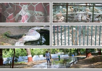 અમદાવાદ: 40 ડિગ્રીથી વધુ તાપમાનમાં વન્યજીવો માટે કાંકરિયા ઝૂ સજ્જ, એર કૂલર અને ગ્રીન નેટથી અપાશે ઠંડ…
