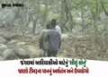 VIDEO: છોટા ઉદેપુરના આદિવાસીઓ માટે ટીમરૂના પાન ‘લીલું સોનું’, જંગલની પેદાશથી મળી રહી છે રોજગારી | Ho…