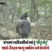 VIDEO: છોટા ઉદેપુરના આદિવાસીઓ માટે ટીમરૂના પાન ‘લીલું સોનું’, જંગલની પેદાશથી મળી રહી છે રોજગારી | Ho…
