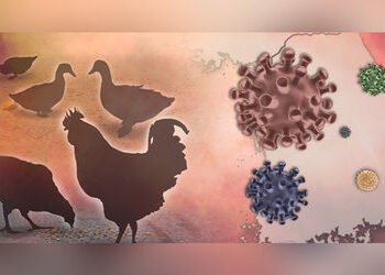 ગુજરાત પર બર્ડ ફ્લૂનું જોખમ? મહારાષ્ટ્રમાં કેસ વધતા સરકાર એલર્ટ, પોલ્ટ્રી ફાર્મમાં સરવે શરૂ | Gujara…