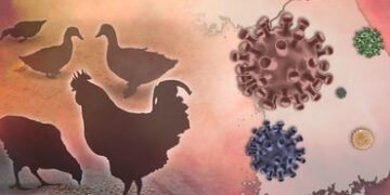 ગુજરાત પર બર્ડ ફ્લૂનું જોખમ? મહારાષ્ટ્રમાં કેસ વધતા સરકાર એલર્ટ, પોલ્ટ્રી ફાર્મમાં સરવે શરૂ | Gujara…