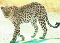 વાઘોડિયામાં ફરી દીપડો ત્રાટક્યો, માડોધર ગામે વાછરડાનું મારણ કર્યું | leopard killed cow in madodhar …