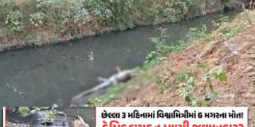 વડોદરાની વિશ્વામિત્રીમાંથી 10 ફૂટનો મૃત મગર મળ્યો, છેલ્લા 3 મહિનામાં 6ઠ્ઠો મૃતદેહ મળ્યો, પ્રદૂષિત પા…