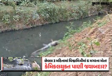વડોદરાની વિશ્વામિત્રીમાંથી 10 ફૂટનો મૃત મગર મળ્યો, છેલ્લા 3 મહિનામાં 6ઠ્ઠો મૃતદેહ મળ્યો, પ્રદૂષિત પા…