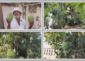 કુદરતનો કરિશ્મા કે ખેડૂતની કમાલ!, અમરેલીના ધારીમાં એક જ આંબાના વૃક્ષ પર પાકે છે 14 પ્રકારની કેરીઓ | …