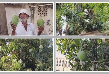 કુદરતનો કરિશ્મા કે ખેડૂતની કમાલ!, અમરેલીના ધારીમાં એક જ આંબાના વૃક્ષ પર પાકે છે 14 પ્રકારની કેરીઓ | …