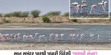 સરહદનો અણમોલ ખજાનો: ભારત-પાક. બોર્ડર નજીક રાછેણા ગામના આંગણે પહોંચ્યા સેંકડો ‘ફ્લેમિંગો’ પક્ષી | Hun…