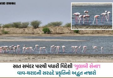 સરહદનો અણમોલ ખજાનો: ભારત-પાક. બોર્ડર નજીક રાછેણા ગામના આંગણે પહોંચ્યા સેંકડો ‘ફ્લેમિંગો’ પક્ષી | Hun…