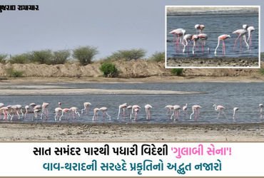 સરહદનો અણમોલ ખજાનો: ભારત-પાક. બોર્ડર નજીક રાછેણા ગામના આંગણે પહોંચ્યા સેંકડો ‘ફ્લેમિંગો’ પક્ષી | Hun…