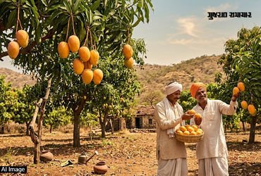 આજે સોરઠની મધમીઠી ‘કેસર કેરી’ નો 92મો નામકરણ દિવસ, ‘સાલેભાઈની આંબડી’ માંથી ‘કેસર’ બનવાની શાહી સફર | …