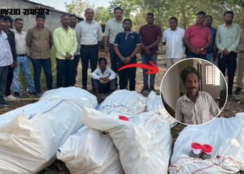 VIDEO| છોટા ઉદેપુર: કોલીયાથોર ગામે ખેતીની આડમાં ગાંજાનું વાવેતર, 78 લાખના જથ્થા સાથે માલિકની ધરપકડ |…