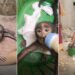 VIDEO: માતાથી વિખૂટું પડી ગરમી અને તરસથી વ્યાકુળ થયું વાનરબાળ, પછી જે થયું તેને દિલ જીત્યા | Baby mo…