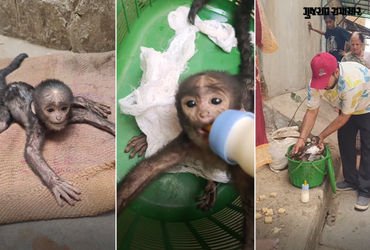 VIDEO: માતાથી વિખૂટું પડી ગરમી અને તરસથી વ્યાકુળ થયું વાનરબાળ, પછી જે થયું તેને દિલ જીત્યા | Baby mo…