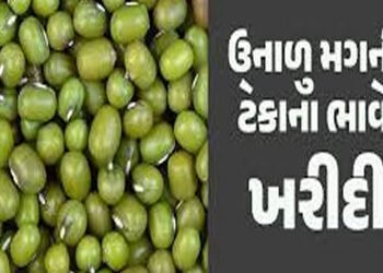 મોંઘવારીનાં ડામ વચ્ચે ટેકાના ભાવે મગની ખરીદીમાં રૂા. 110નો ઘટાડો | Amid inflation purchase of mugwor…