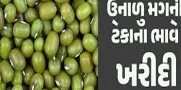 મોંઘવારીનાં ડામ વચ્ચે ટેકાના ભાવે મગની ખરીદીમાં રૂા. 110નો ઘટાડો | Amid inflation purchase of mugwor…