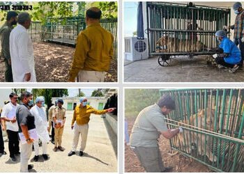 ગીર સોમનાથ: ‘છેલ્લા 3 દિવસમાં વાઈરસના કારણે એક પણ સિંહનું મોત નહીં..’, રેસ્ક્યુ સેન્ટર પહોંચેલા વન મ…