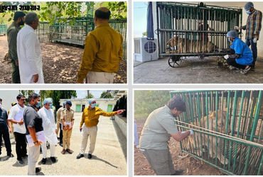 ગીર સોમનાથ: ‘છેલ્લા 3 દિવસમાં વાઈરસના કારણે એક પણ સિંહનું મોત નહીં..’, રેસ્ક્યુ સેન્ટર પહોંચેલા વન મ…