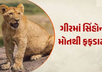 સિંહોના ગંભીર રોગ માટે વન નહીં, પણ રેવન્યુ વિસ્તાર ઘાતક પૂરવાર | Not forests but revenue areas are t…