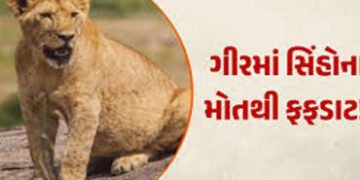સિંહોના ગંભીર રોગ માટે વન નહીં, પણ રેવન્યુ વિસ્તાર ઘાતક પૂરવાર | Not forests but revenue areas are t…