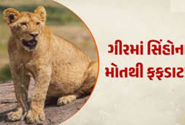 સિંહોના ગંભીર રોગ માટે વન નહીં, પણ રેવન્યુ વિસ્તાર ઘાતક પૂરવાર | Not forests but revenue areas are t…
