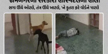 VIDEO: જામનગર જી.જી. હોસ્પિટલમાં રખડતા કૂતરાઓનું ‘રાજ’, સુરક્ષા ગાર્ડ શોભાના ગાંઠિયા સમાન | Jamnagar…