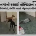 VIDEO: જામનગર જી.જી. હોસ્પિટલમાં રખડતા કૂતરાઓનું ‘રાજ’, સુરક્ષા ગાર્ડ શોભાના ગાંઠિયા સમાન | Jamnagar…