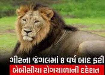 વાઘ કરતાં સિંહો ગ્રુપમાં રહેતા હોવાથી સી.ડી.વી.નાં સંક્રમણનો મોટો ખતરો | Lions live in groups which …