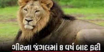 વાઘ કરતાં સિંહો ગ્રુપમાં રહેતા હોવાથી સી.ડી.વી.નાં સંક્રમણનો મોટો ખતરો | Lions live in groups which …