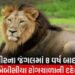 વાઘ કરતાં સિંહો ગ્રુપમાં રહેતા હોવાથી સી.ડી.વી.નાં સંક્રમણનો મોટો ખતરો | Lions live in groups which …