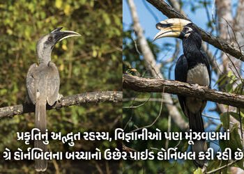 Explainer : દિલ્હીમાં જોવા મળ્યું ગ્રે હોર્નબિલ અને પાઇડ હોર્નબિલનું કો-પેરેન્ટિંગ, જાણો પક્ષી જગતનો…