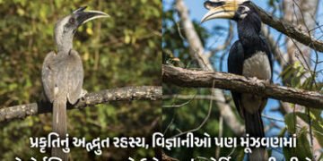 Explainer : દિલ્હીમાં જોવા મળ્યું ગ્રે હોર્નબિલ અને પાઇડ હોર્નબિલનું કો-પેરેન્ટિંગ, જાણો પક્ષી જગતનો…