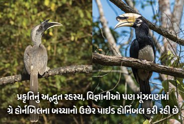 Explainer : દિલ્હીમાં જોવા મળ્યું ગ્રે હોર્નબિલ અને પાઇડ હોર્નબિલનું કો-પેરેન્ટિંગ, જાણો પક્ષી જગતનો…