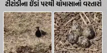 3 ઈંડા ઊભા અને 1 આડું! રાજપીપળામાં ટીટોડીના ઈંડાને આધારે વરસાદનું અનુમાન, જાણો કેવું રહેશે ચોમાસું |…