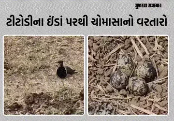3 ઈંડા ઊભા અને 1 આડું! રાજપીપળામાં ટીટોડીના ઈંડાને આધારે વરસાદનું અનુમાન, જાણો કેવું રહેશે ચોમાસું |…