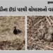 3 ઈંડા ઊભા અને 1 આડું! રાજપીપળામાં ટીટોડીના ઈંડાને આધારે વરસાદનું અનુમાન, જાણો કેવું રહેશે ચોમાસું |…